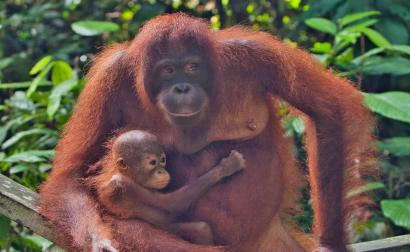 Malajzia, Borneo, Brunej - Ázijské safari