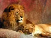 Schönbrunn Zoo a Zámok