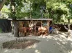 Schönbrunn Zoo a Zámok